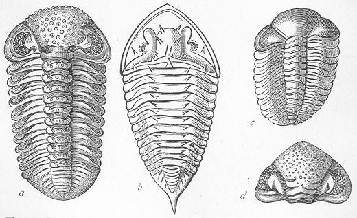 Fig. 88