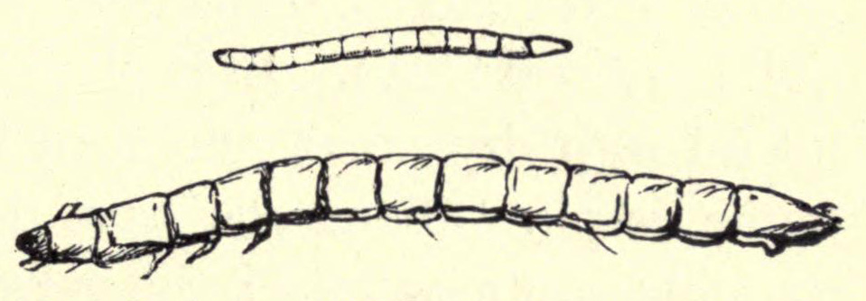 [Illustration: Wireworm]