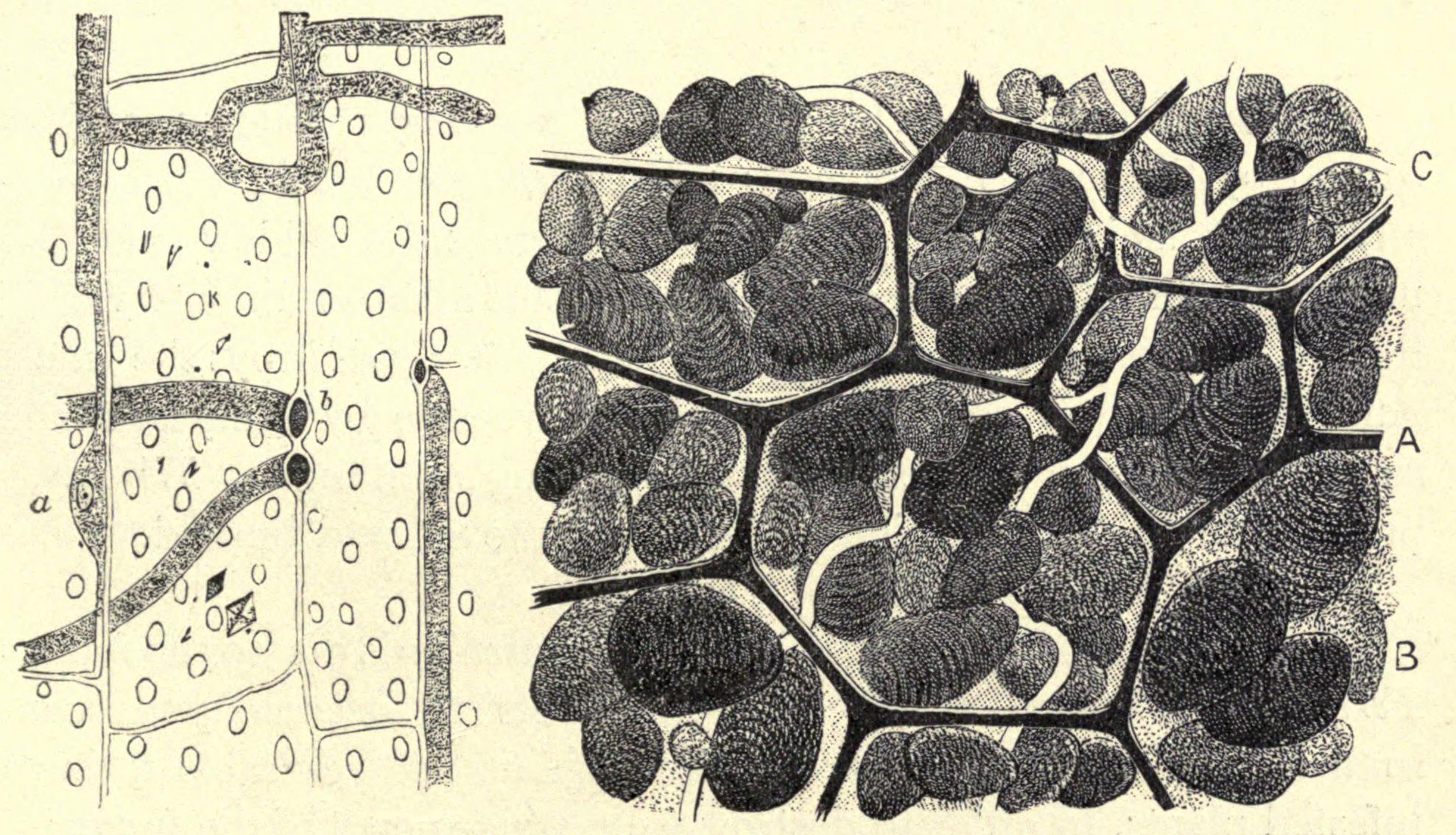 [Illustration: No. 5. and 6.]