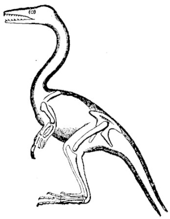 FIG. 7.—RESTORATION OF COMPSOGNATHUS LONGIPES.