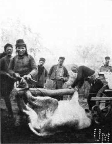 SHOEING BULLOCKS.