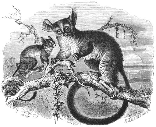 Galago (Otolicnus galago). ½ v.d. ware grootte.