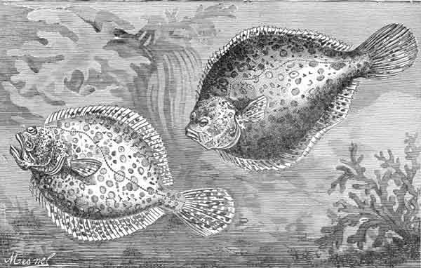 Turbots