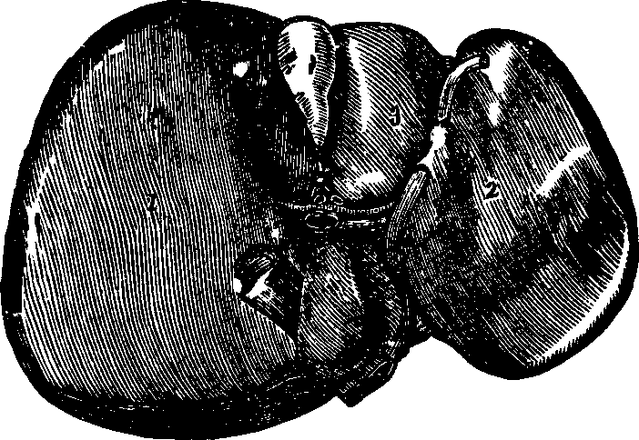 Illustration:
Fig. 33. The inferior surface of the liver.