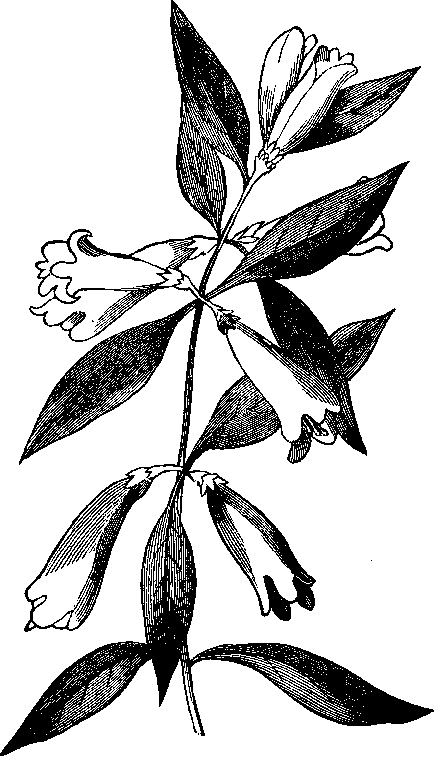 Illustration:
Fig. 120. Yellow Jessamine.