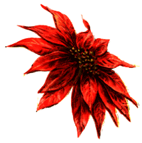 Poinsettia