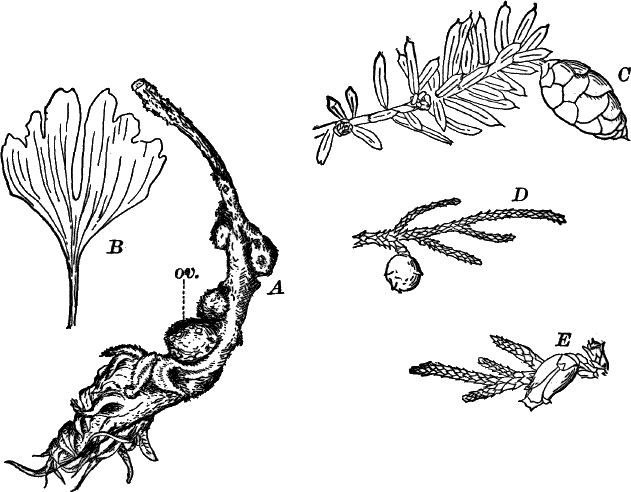 Fig. 78.