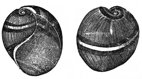 BULLA VELUM. (TWO VIEWS.)