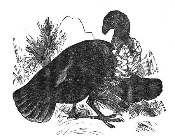 BUSH TURKEY