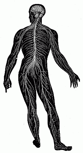 Diagram of the nervous system.