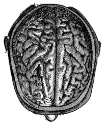 Top cutaway of a skull, showing the brain. The nose of the head is at the bottom of the picture.