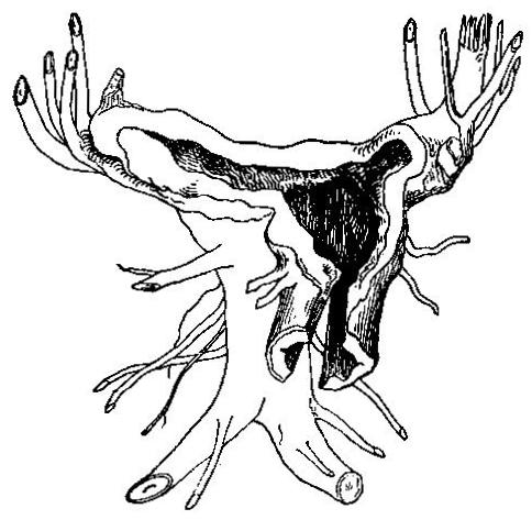 Grub, or remains of a white oak