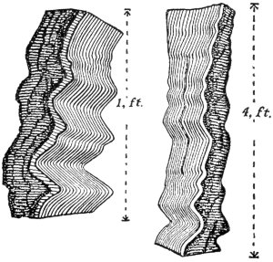 Wavy Grain in Beech