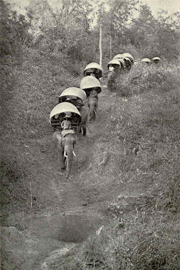 elephants on a jungle trail