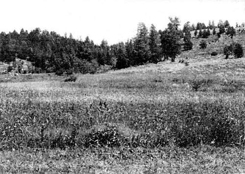 Field with lots of grass, more trees