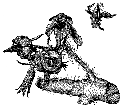 FIG. 2—TOMATO FLOWERS ENLARGED ABOUT 2½ TIMES.