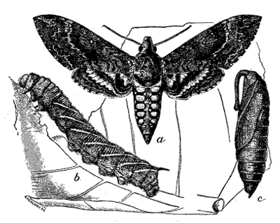 FIG. 38—TOMATO WORM (Protoparce sexta) 