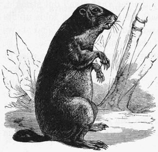 woodchuck