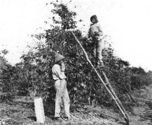 Picking Coffee in São Paulo