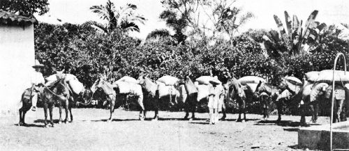 Donkey Transport Train for Coffee in Mexico