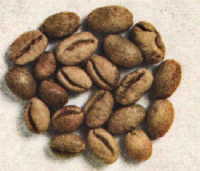 SANTOS (Peaberry)