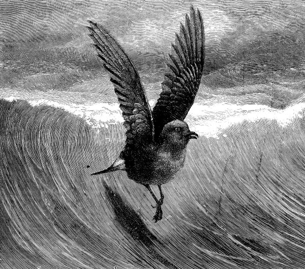 THE STORM-PETREL.