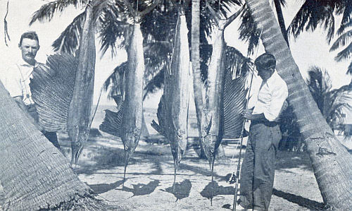 FOUR SAILFISH IN ONE DAY ON LIGHT TACKLE