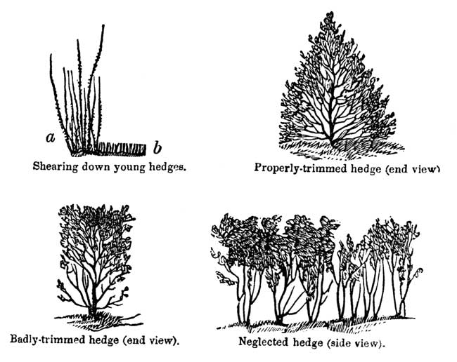 Shearing down young hedges.
Properly-trimmed hedge (end view).Badly-trimmed hedge (end view).Neglected hedge (side view).