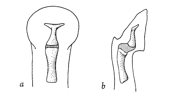 Fig. 2. Dorsal (a) and lateral (b)
views of distal phalanges of third
finger of Allophryne. × 40.