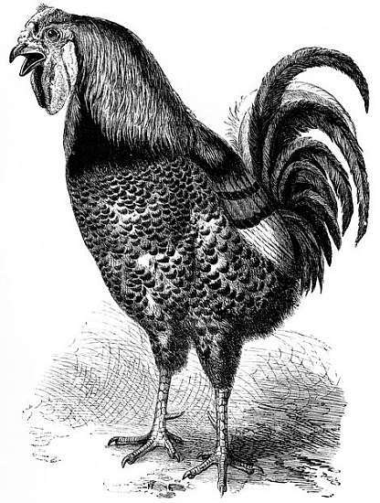 COCK