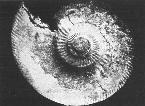 By permission of the American Museum of Natural History

Ammonite from Jurassic of England