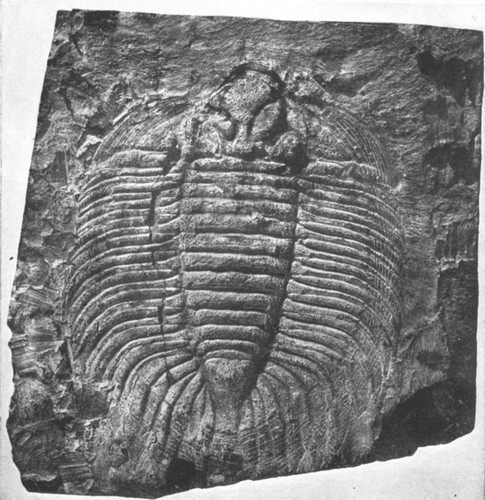 By permission of the American Museum of Natural History

Trilobite from the Niagara limestone, Upper Silurian, of Western New
York