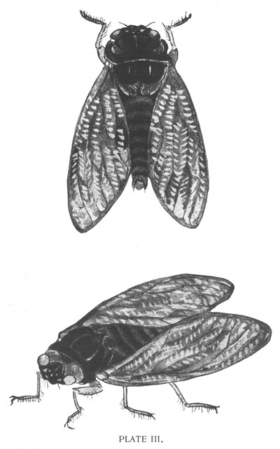 PLATE III.
Aburazmi.