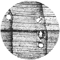 cross-section