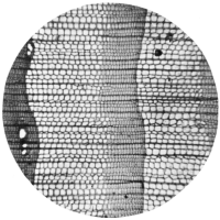 cross-section