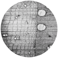 cross-section