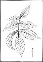 leaf