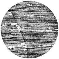 cross-section