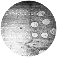 cross-section