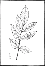 leaf