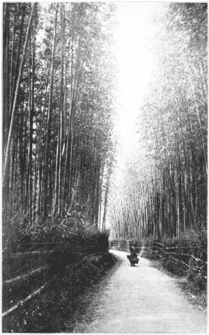 A Bamboo Grove, Kioto, Japan.