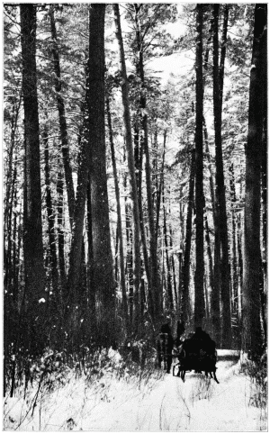 Interior of Dense White Pine Forest, Cass Lake, Minn.