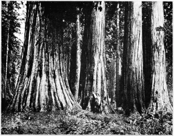 Big Tree Forest. Sierra National Forest, California.