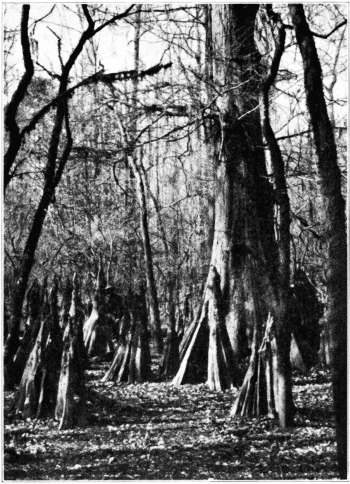 Cypress and Cypress 'Knees.' Jasper Co., Texas.