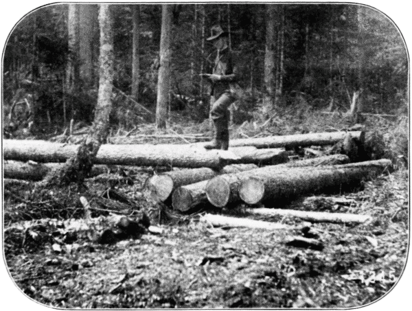 Red Spruce Used in Building Skidway, and Left in the Woods. Hamilton Co., New York.