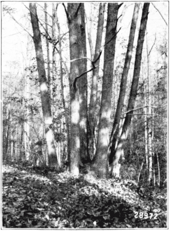 Chestnut Coppice.