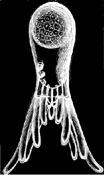 Fig. 11.
Arachnactis brachiolata A. Ag., greatly magnified.