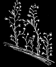 Fig. 57. Hydrarium of Eucope; natural size.