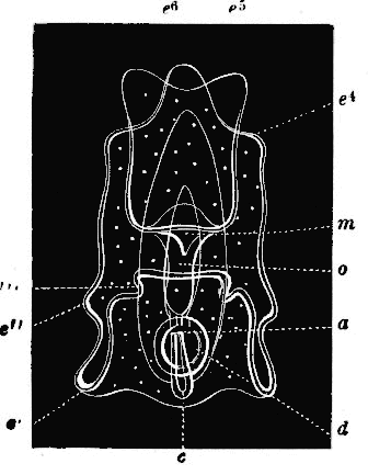 Fig. 165. Larva in which arms are developing, lettering as before; e'  e''  e'''  e^4  e^5  e^6 arms, o oesophagus.