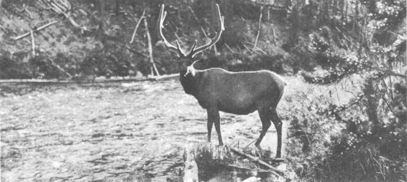 BULL ELK

Photo by Crandall.